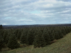 Oxbow Christmas Trees